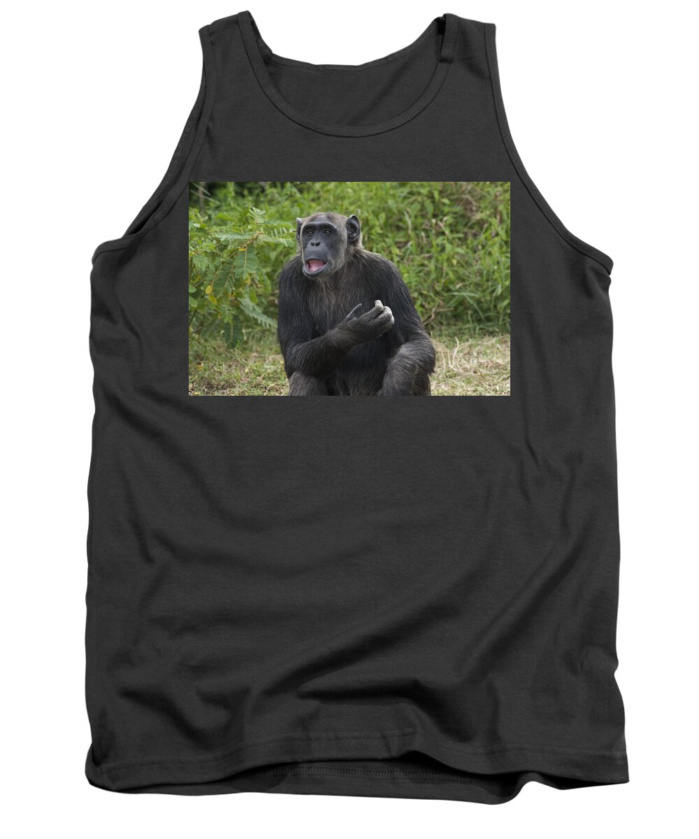 Feb0514 Tank Top featuring the photograph Chimpanzee Lowering Lip Kenya by D. & E. Parer-Cook