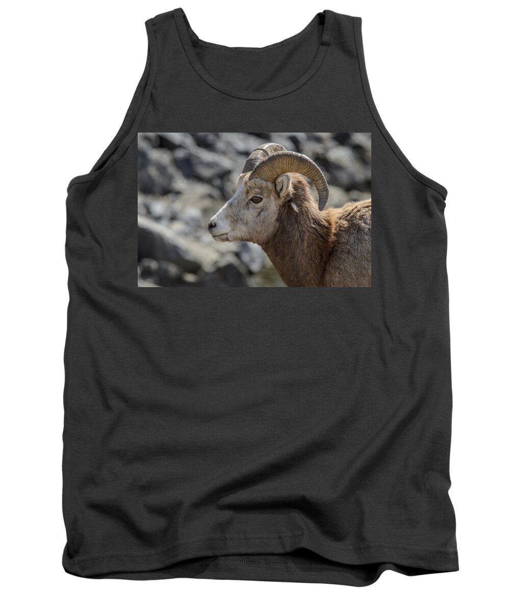 Big Horn Sheep Tank Top featuring the photograph Close Big Horn Sheep by Roxy Hurtubise