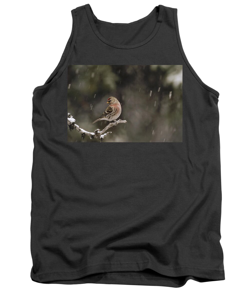 Feb0514 Tank Top featuring the photograph Common Redpoll Male In Breeding Plumage by Michael Quinton