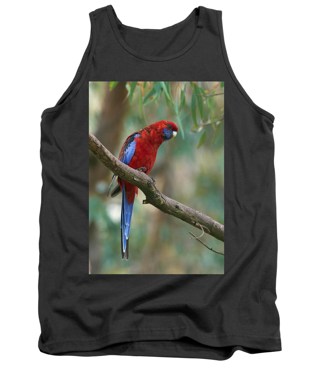 Martin Willis Tank Top featuring the photograph Crimson Rosella Parrot Canberra by Martin Willis