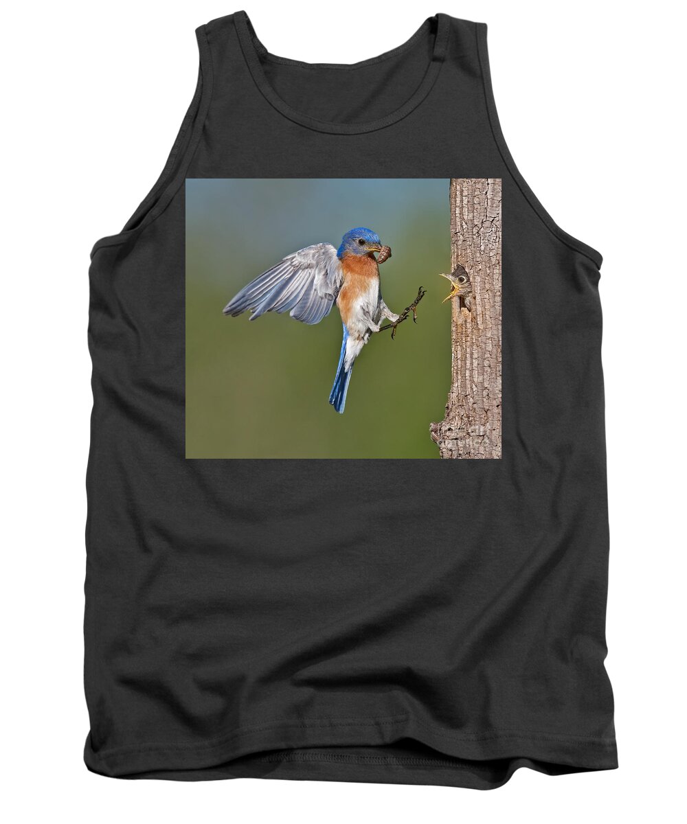 Eastern Bluebird Tank Top featuring the photograph Feed me Daddy by Susan Candelario