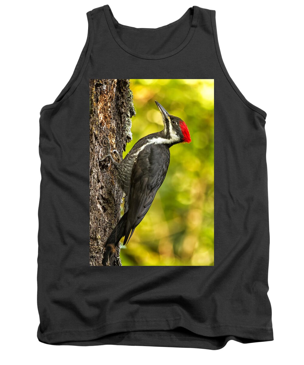 Pileated Woodpecker Tank Top featuring the photograph Female Pileated Woodpecker No. 2 by Belinda Greb