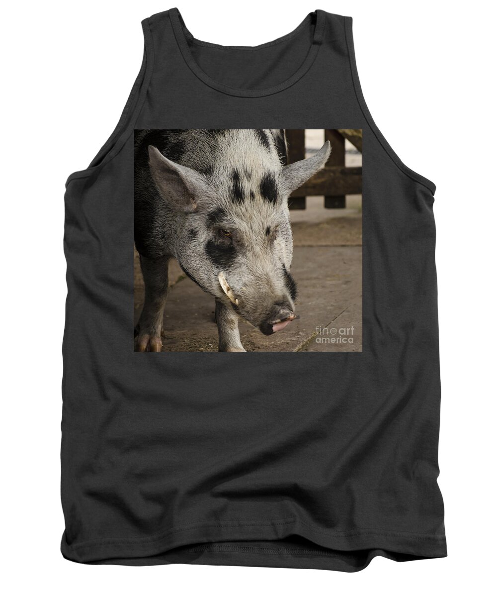 Tusk Tank Top featuring the photograph Georgie by Linsey Williams