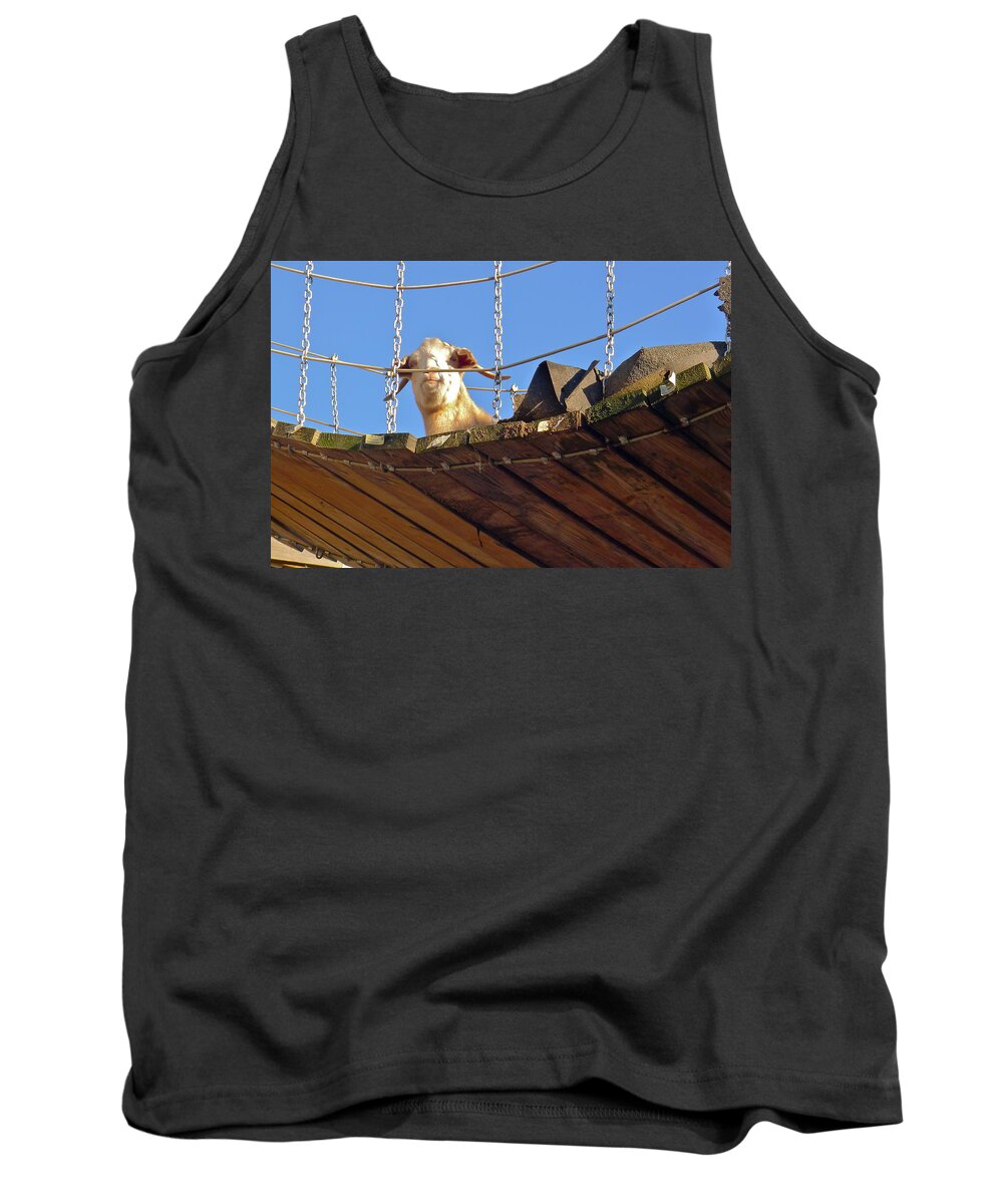Goat Tank Top featuring the photograph Goat On A Bridge by Denise Mazzocco