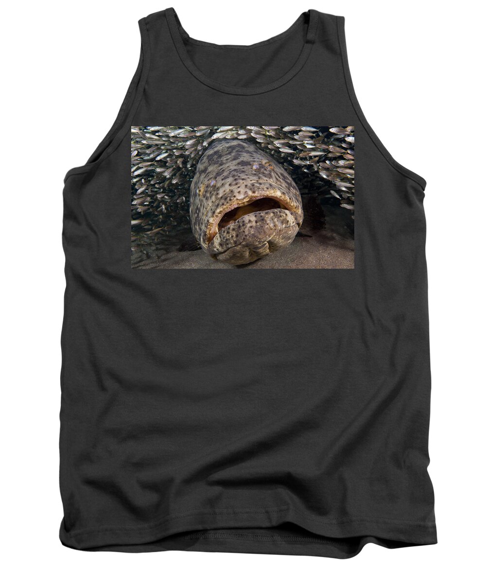 Angle Tank Top featuring the photograph Goliath Grouper by Sandra Edwards
