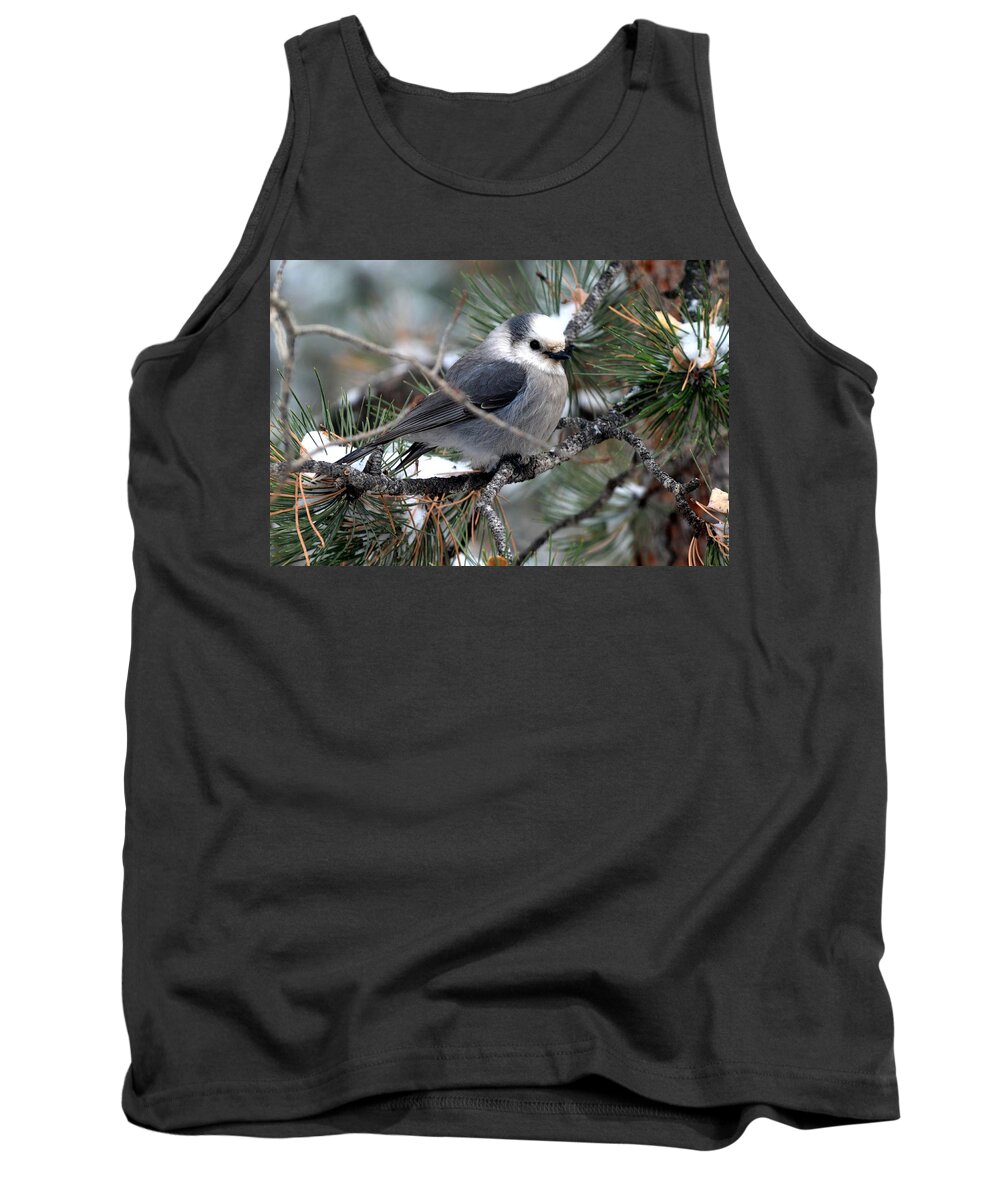 Colorado Tank Top featuring the photograph Gray Jay on a Snowy Pine by Marilyn Burton