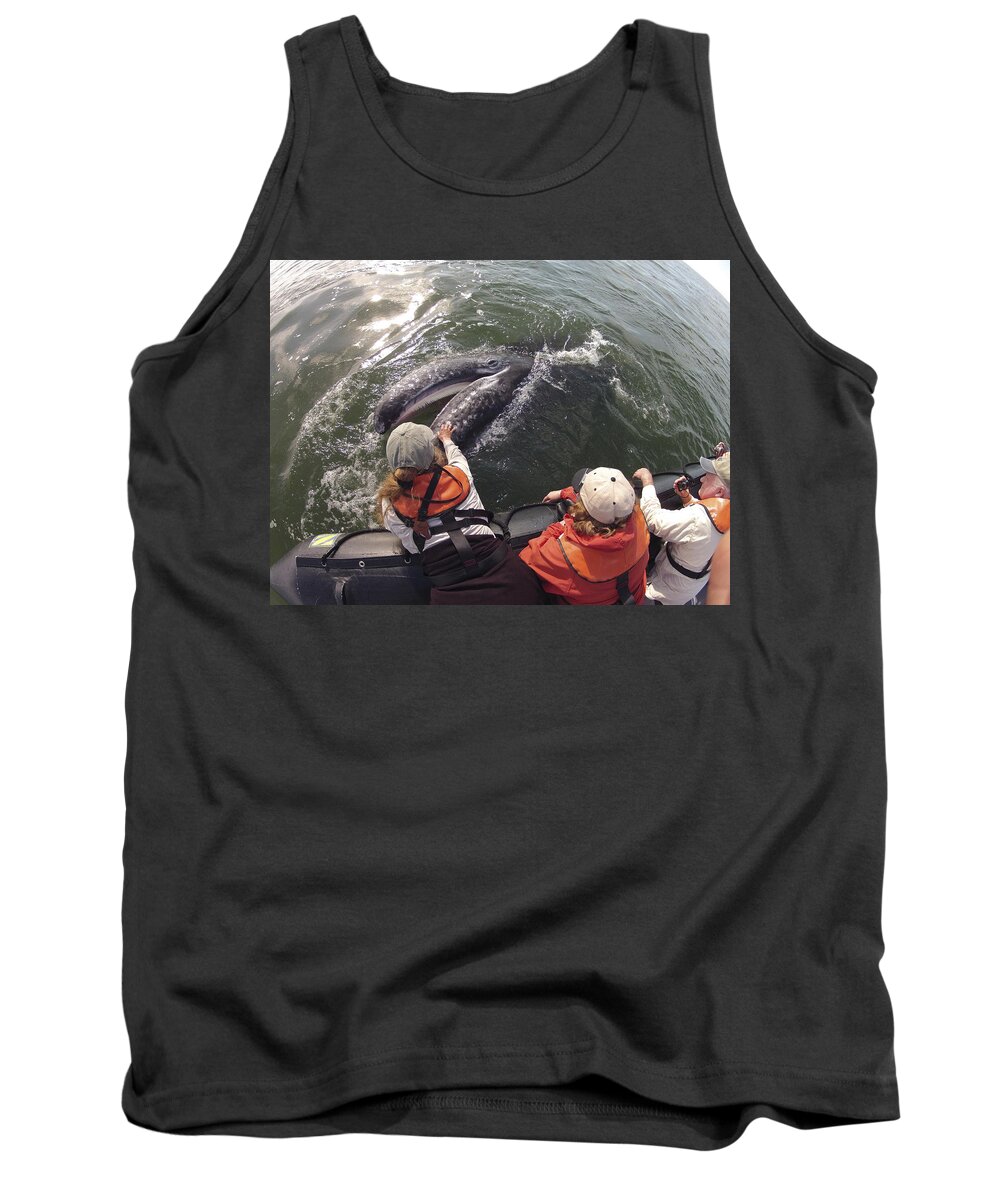 Feb0514 Tank Top featuring the photograph Gray Whale Calf And Tourists Baja by Flip Nicklin