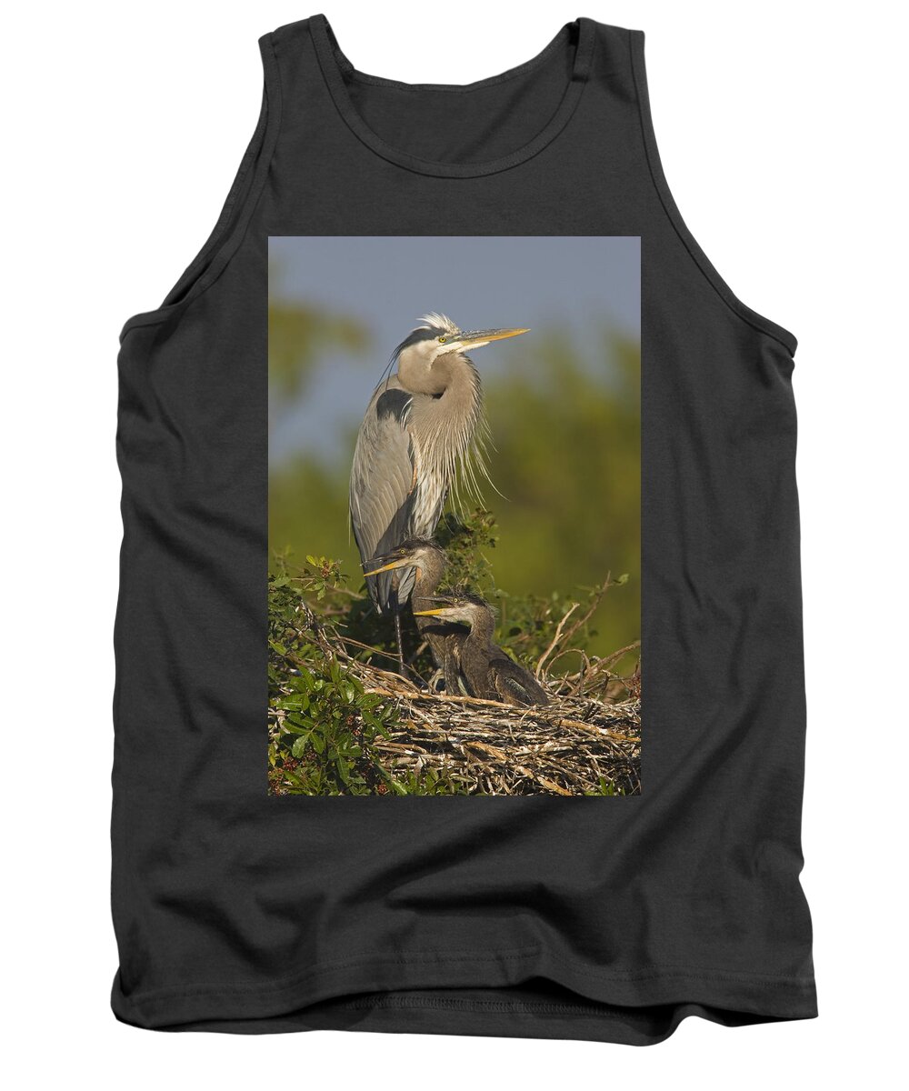 Feb0514 Tank Top featuring the photograph Great Blue Heron With Chicks Florida by Tom Vezo