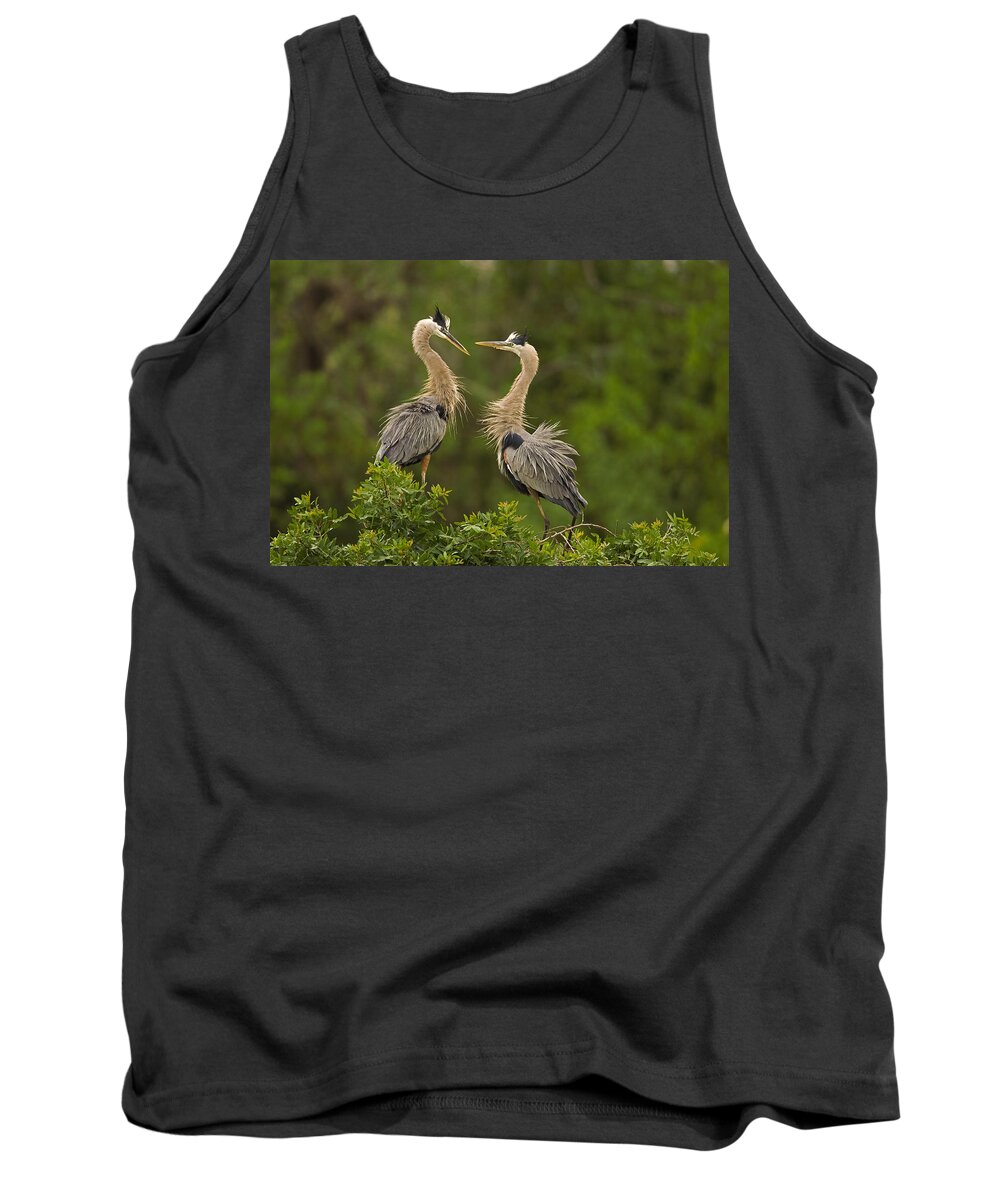 Feb0514 Tank Top featuring the photograph Great Blue Herons Interacting Florida by Tom Vezo