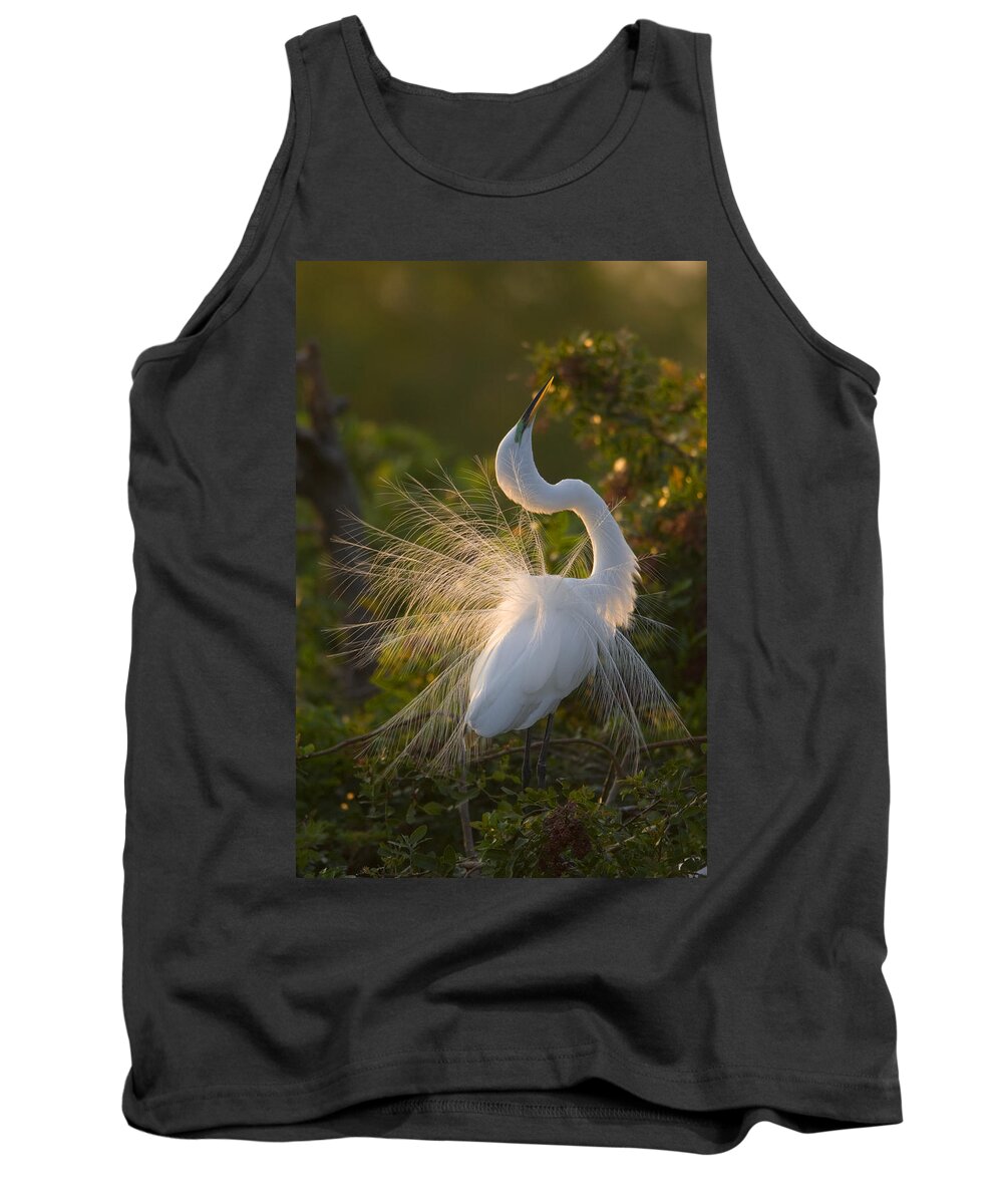 Feb0514 Tank Top featuring the photograph Great Egret Courting In Breeding by Tom Vezo