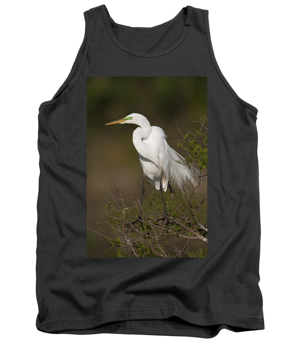 Feb0514 Tank Top featuring the photograph Great Egret In Breeding Plumage Florida by Tom Vezo