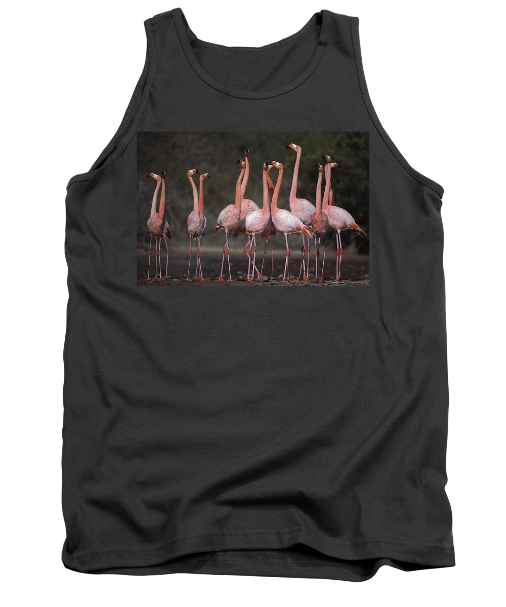Feb0514 Tank Top featuring the photograph Greater Flamingo Group Courtship Dance by Tui De Roy