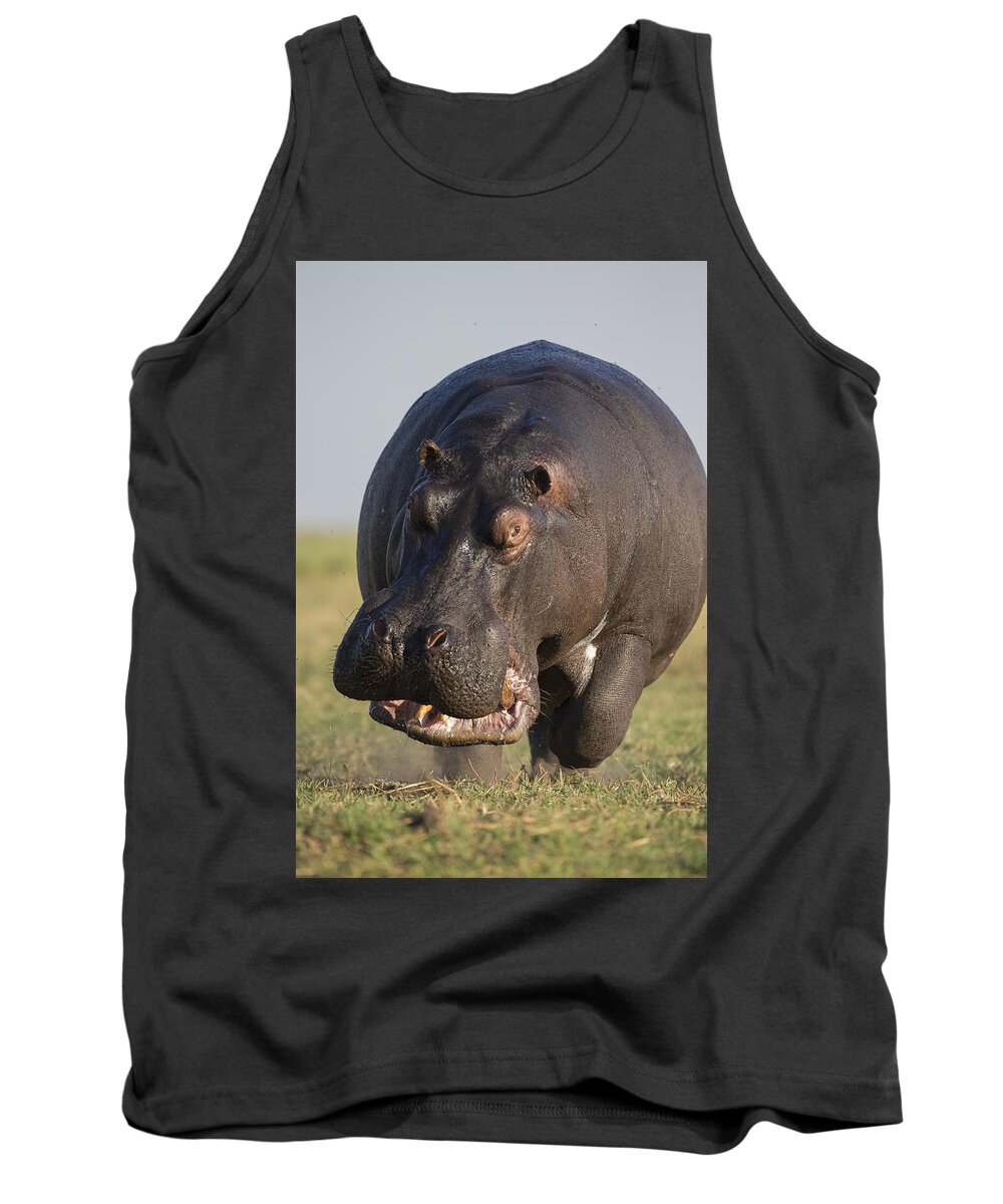 Vincent Grafhorst Tank Top featuring the photograph Hippopotamus Bull Charging Botswana by Vincent Grafhorst