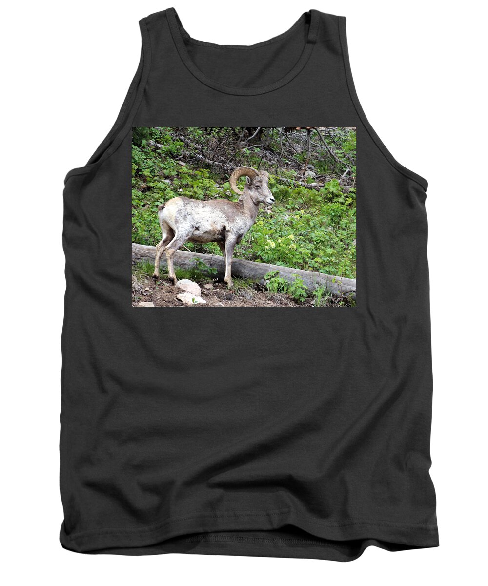 Big Horn Sheep Tank Top featuring the photograph I am in Charge Here by George Jones
