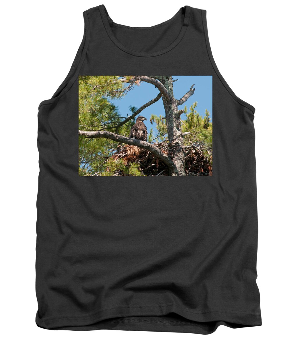 Bald Eagle Tank Top featuring the photograph Immature Bald Eagle by Brenda Jacobs