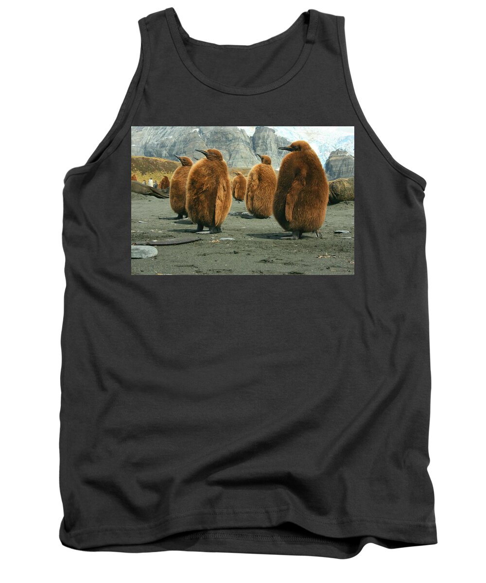King Penguin Chicks Tank Top featuring the photograph King Penguin Chicks by Amanda Stadther
