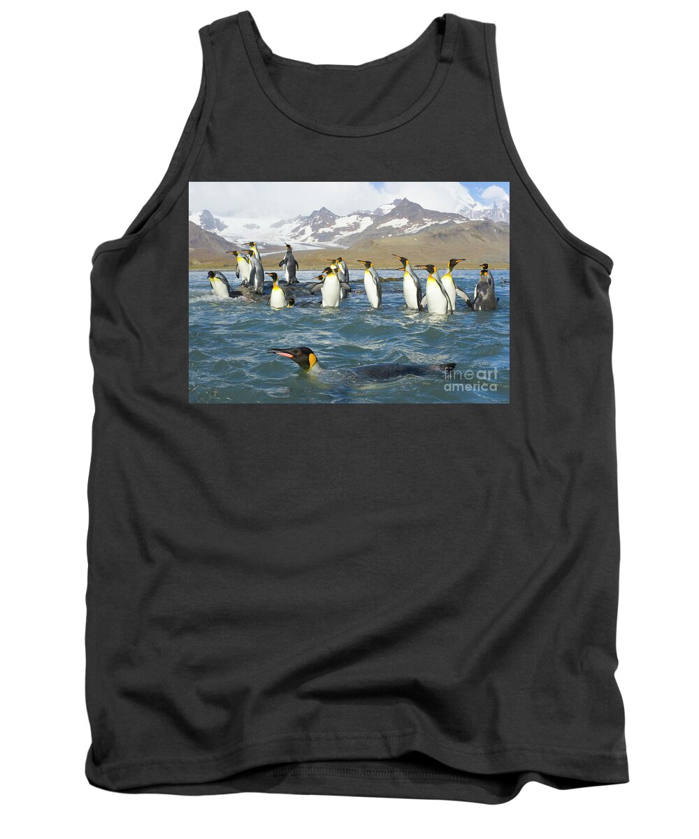 00345351 Tank Top featuring the photograph King Penguins Swimming St Andrews Bay by Yva Momatiuk John Eastcott