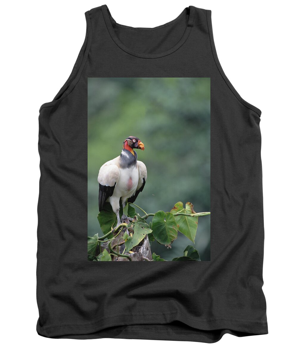 Feb0514 Tank Top featuring the photograph King Vulture Tambopata River Peruvian by Tui De Roy