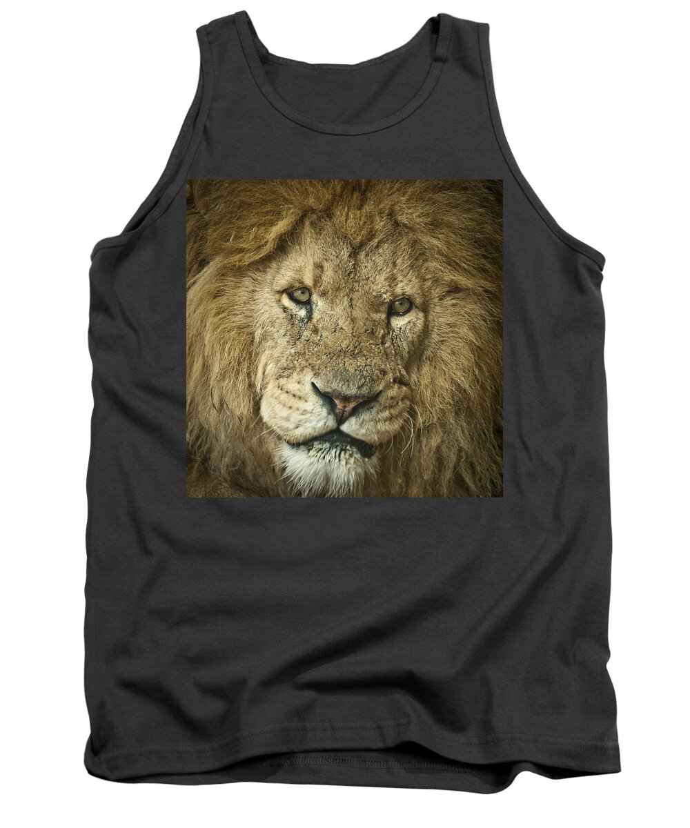 Whipsnade Tank Top featuring the photograph Lion King by Chris Boulton