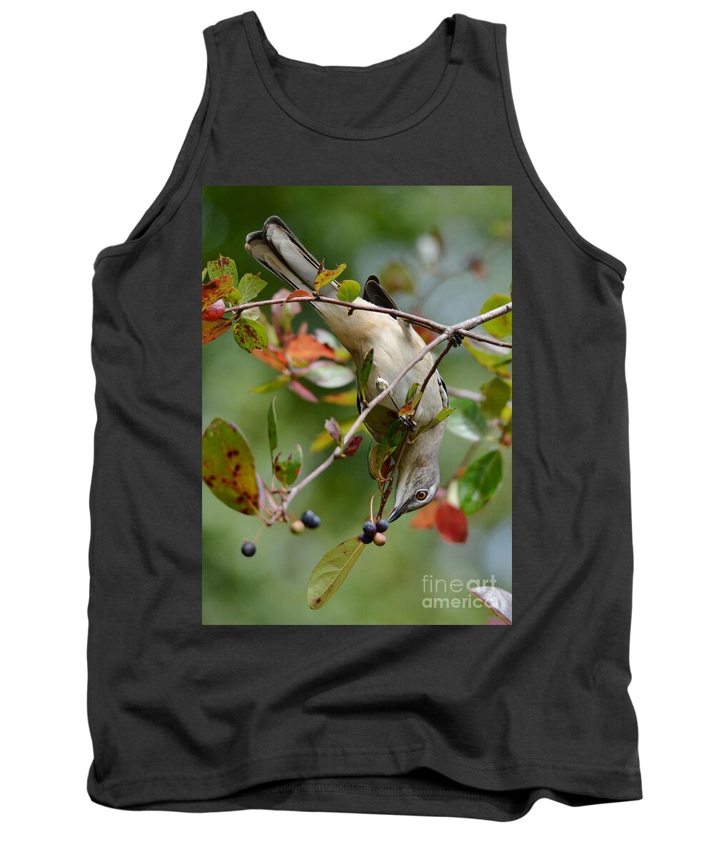 Mockingbird Tank Top featuring the photograph Mockingbird And Fall Berries by Kathy Baccari