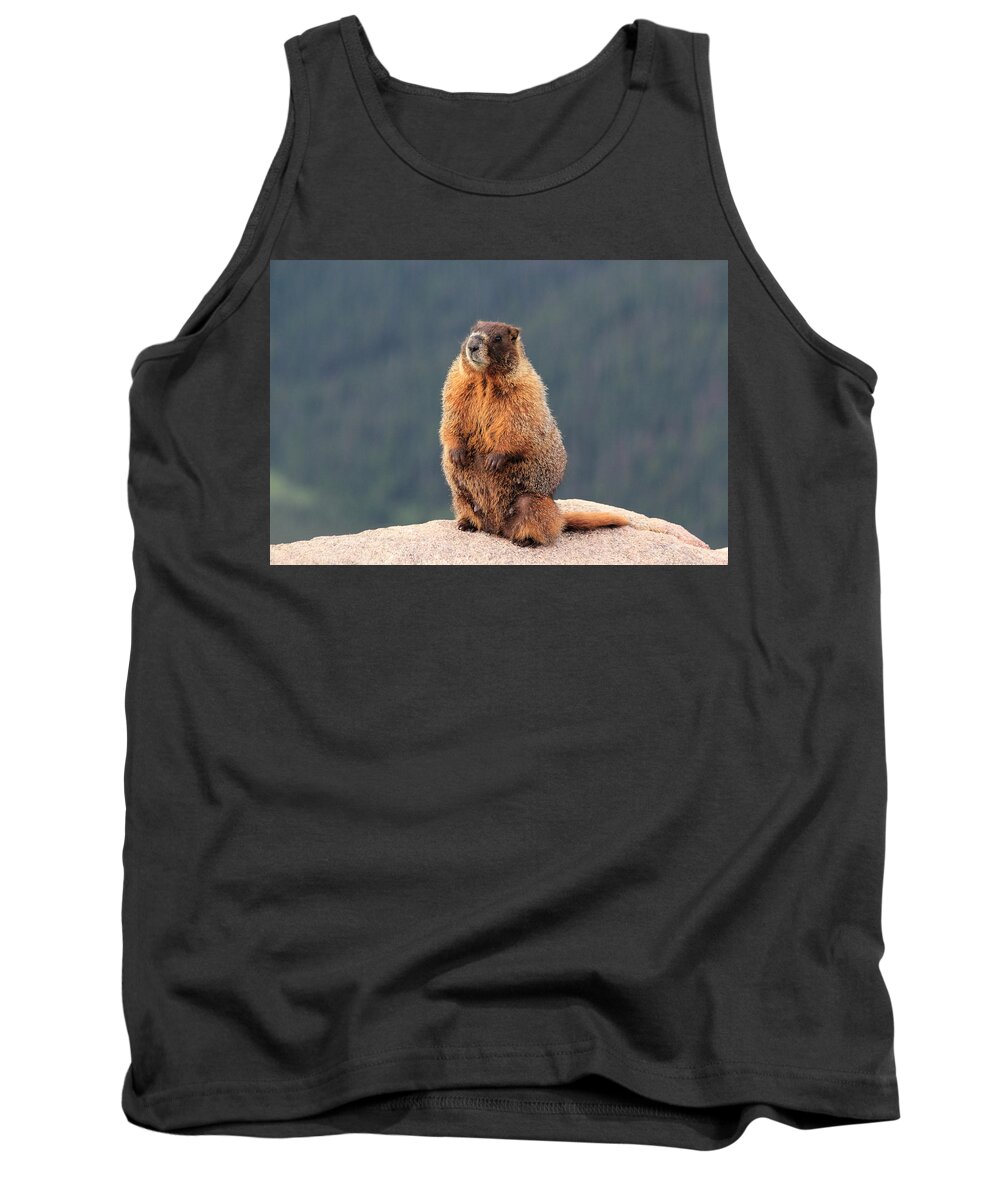 Marmot Tank Top featuring the photograph Mother Marmot by Shane Bechler