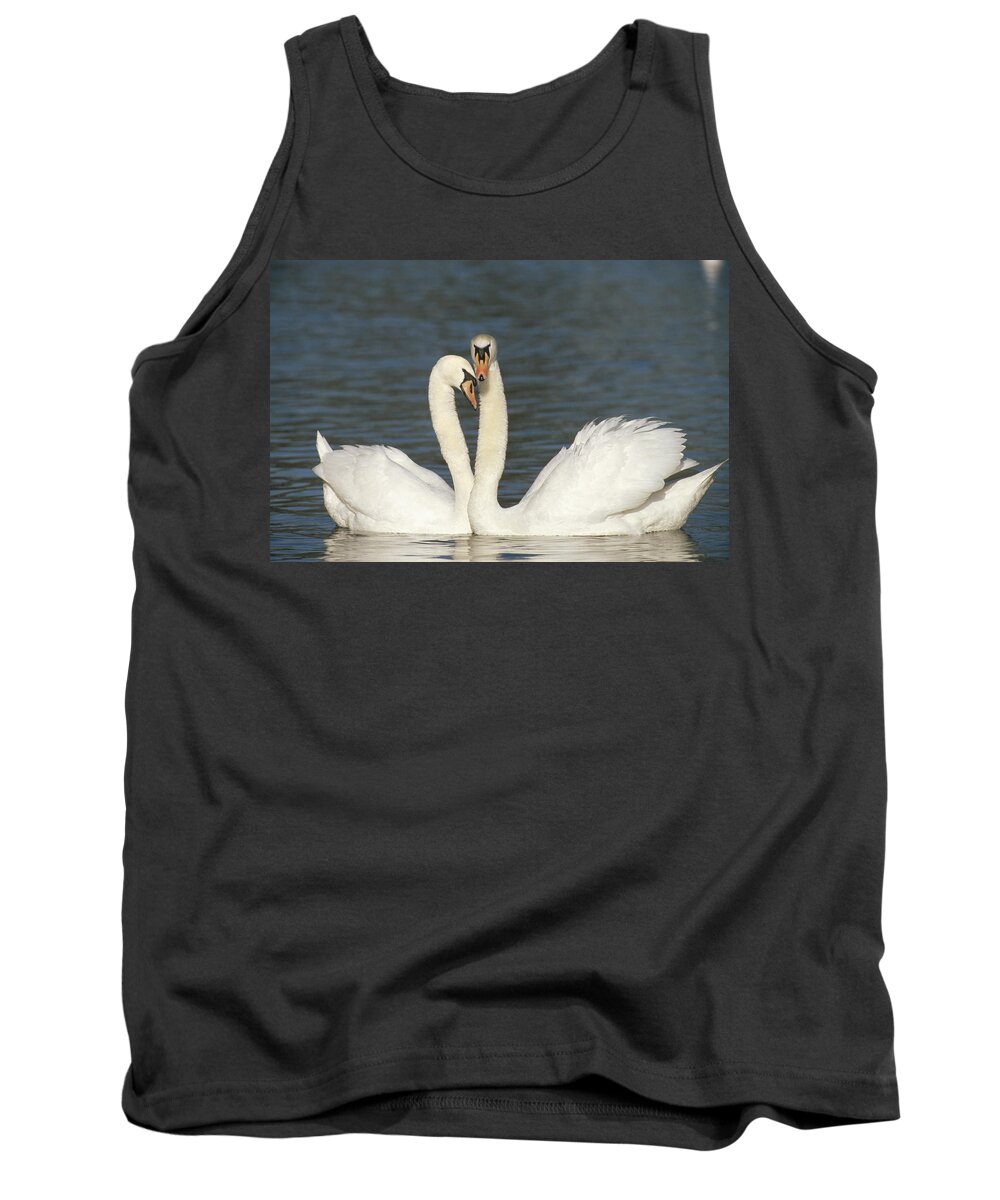Feb0514 Tank Top featuring the photograph Mute Swan Courting Pair by Konrad Wothe