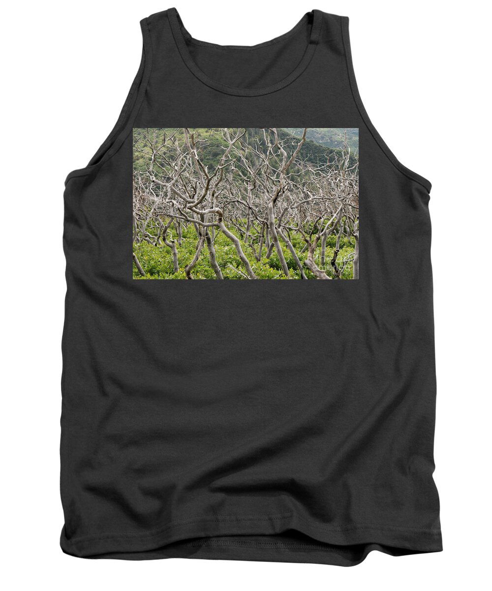 Trees Tank Top featuring the photograph Naked Ladies Dancing by Mary Carol Story