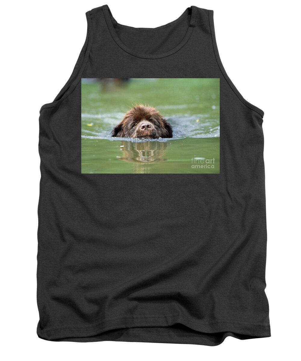 Newfoundland Tank Top featuring the photograph Newfoundland Dog, Swimming In River by John Daniels