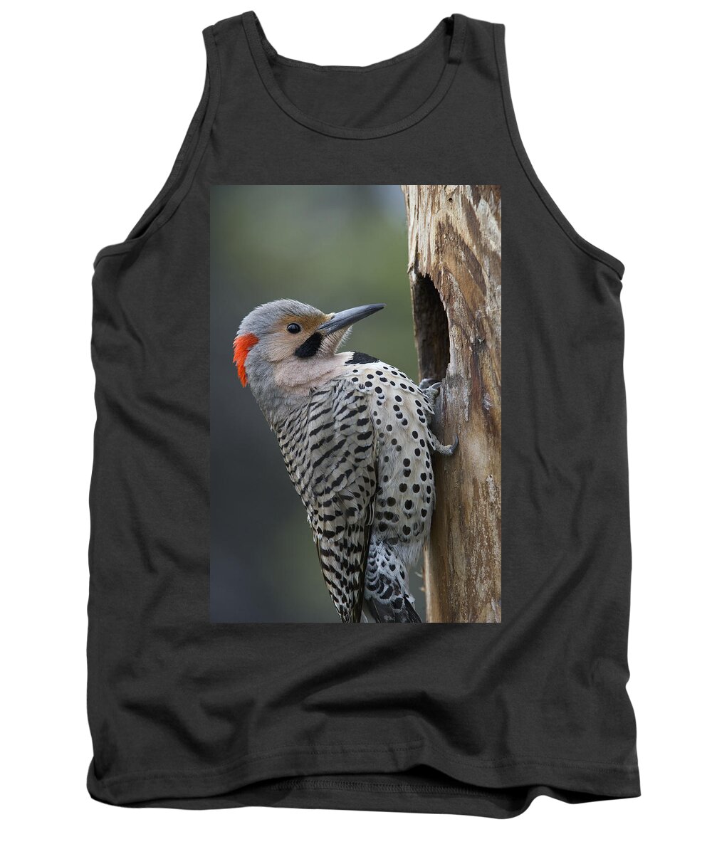 Michael Quinton Tank Top featuring the photograph Northern Flicker At Nest Cavity Alaska by Michael Quinton
