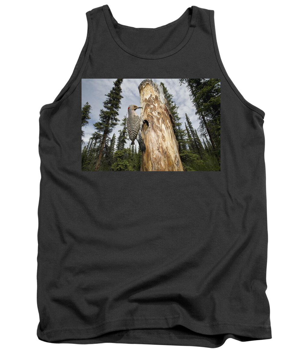 Michael Quinton Tank Top featuring the photograph Northern Flicker At Nest Cavity by Michael Quinton