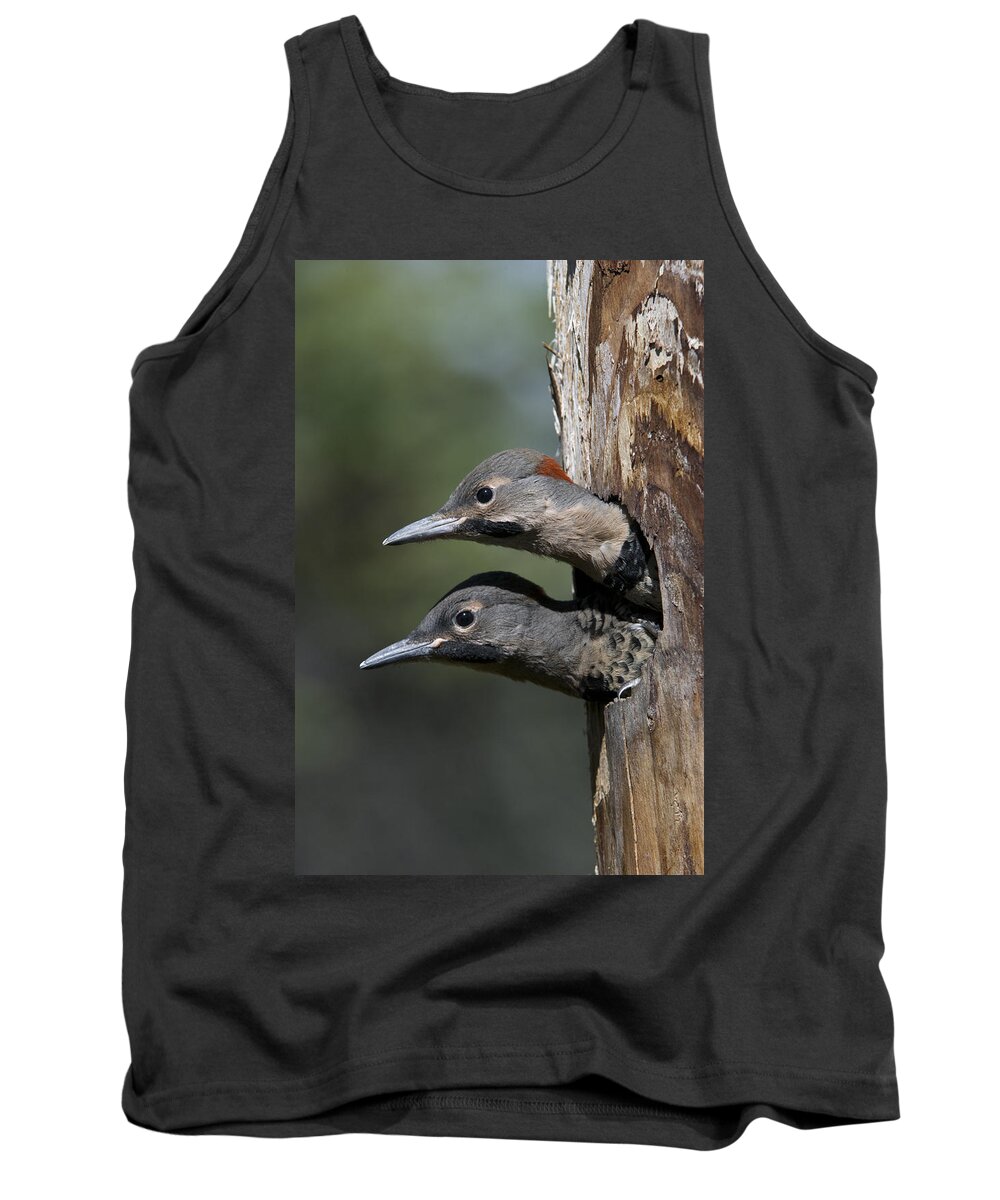 Michael Quinton Tank Top featuring the photograph Northern Flicker Chicks In Nest Cavity by Michael Quinton