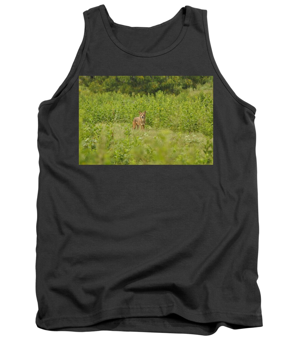 The Coyote Tank Top featuring the photograph One Coyote Happy by Eric Liller