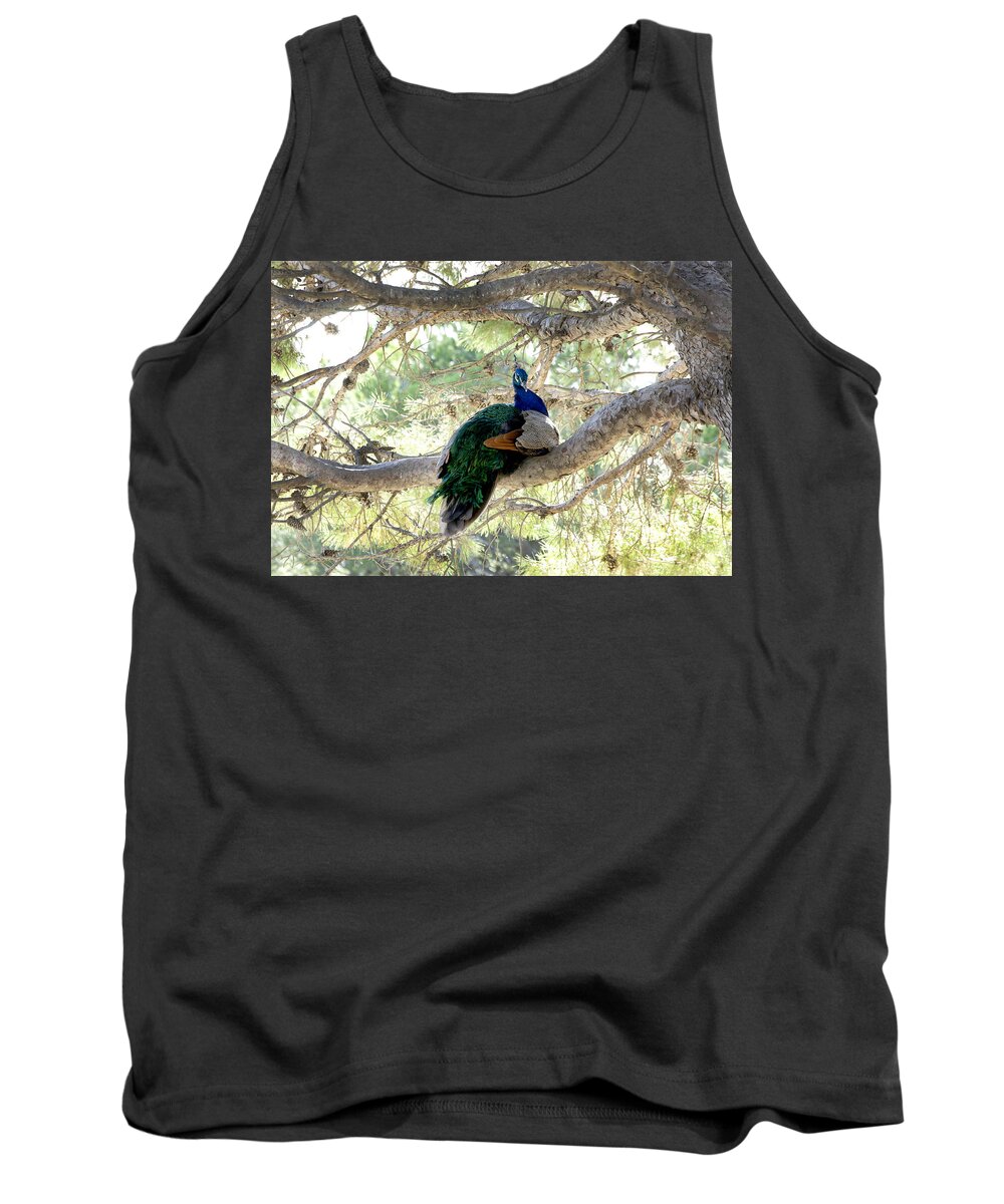 Peacock Tank Top featuring the photograph Peacock by Gina Dsgn