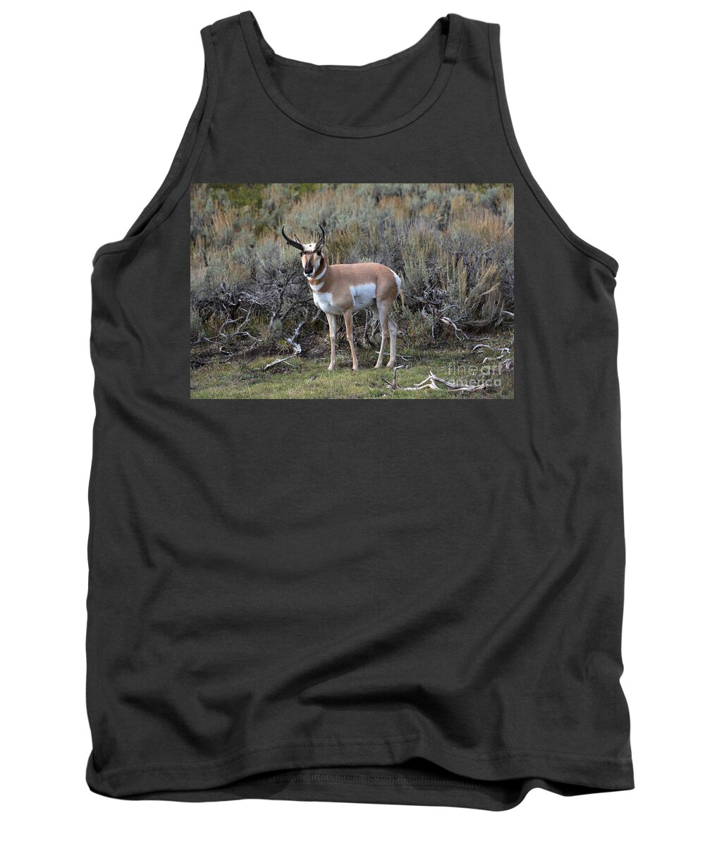 Pronghorn Tank Top featuring the photograph Pronghorn by John Greco