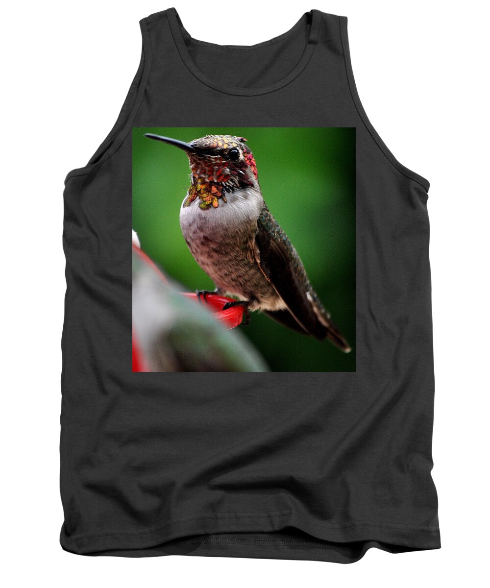 Hummingbird Tank Top featuring the photograph Rainbow Colored Male Anna by Jay Milo