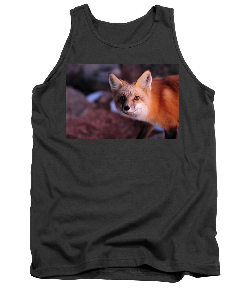 Colorado Tank Top featuring the photograph Red Fox at Sunset by Marilyn Burton