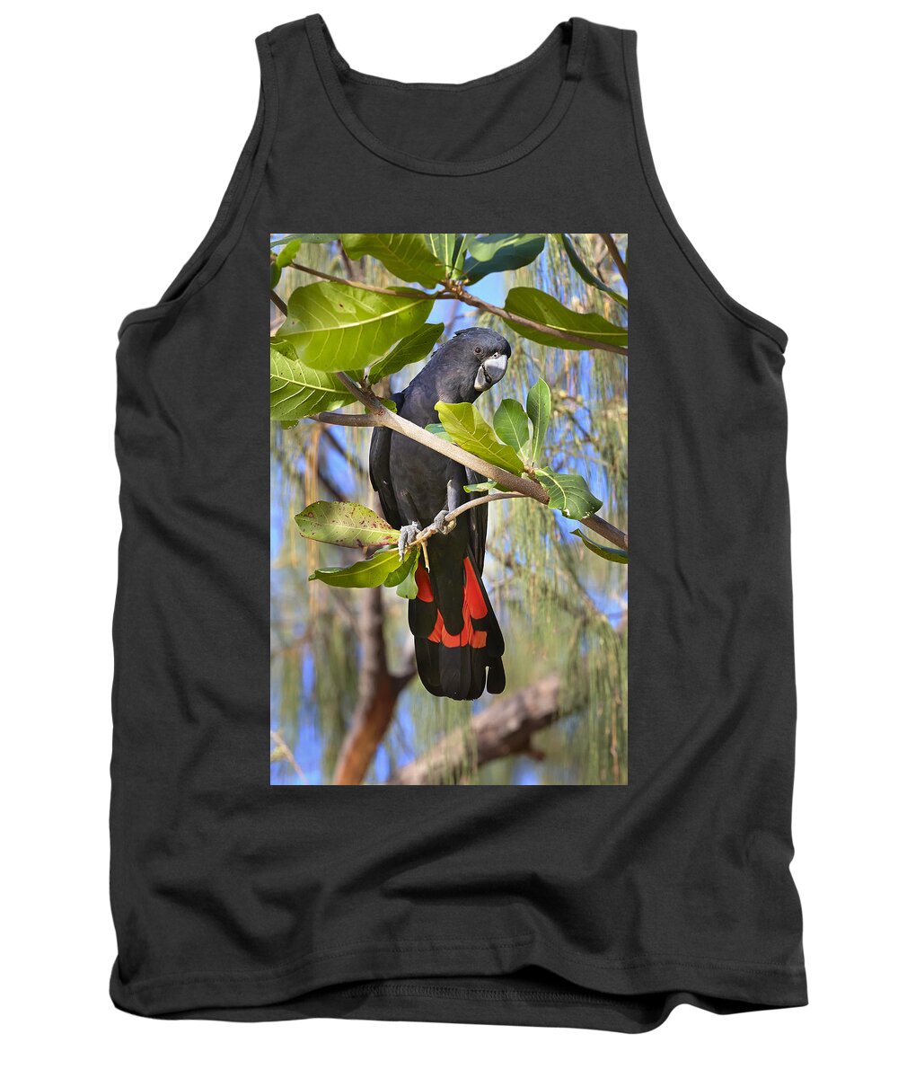 Martin Willis Tank Top featuring the photograph Red-tailed Black-cockatoo Queensland by Martin Willis
