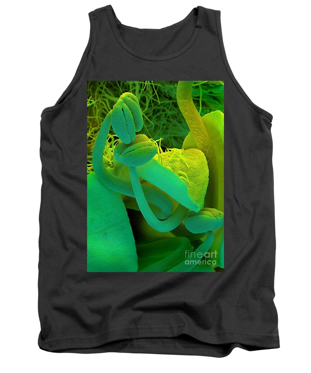 Rosemary Tank Top featuring the photograph Rosemary SEM by Spl