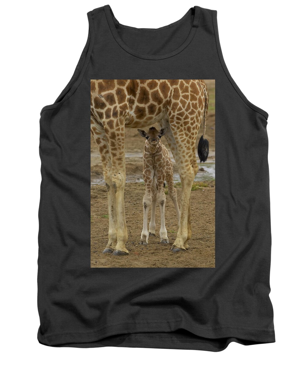 Feb0514 Tank Top featuring the photograph Rothschild Giraffe Calf Hiding by San Diego Zoo