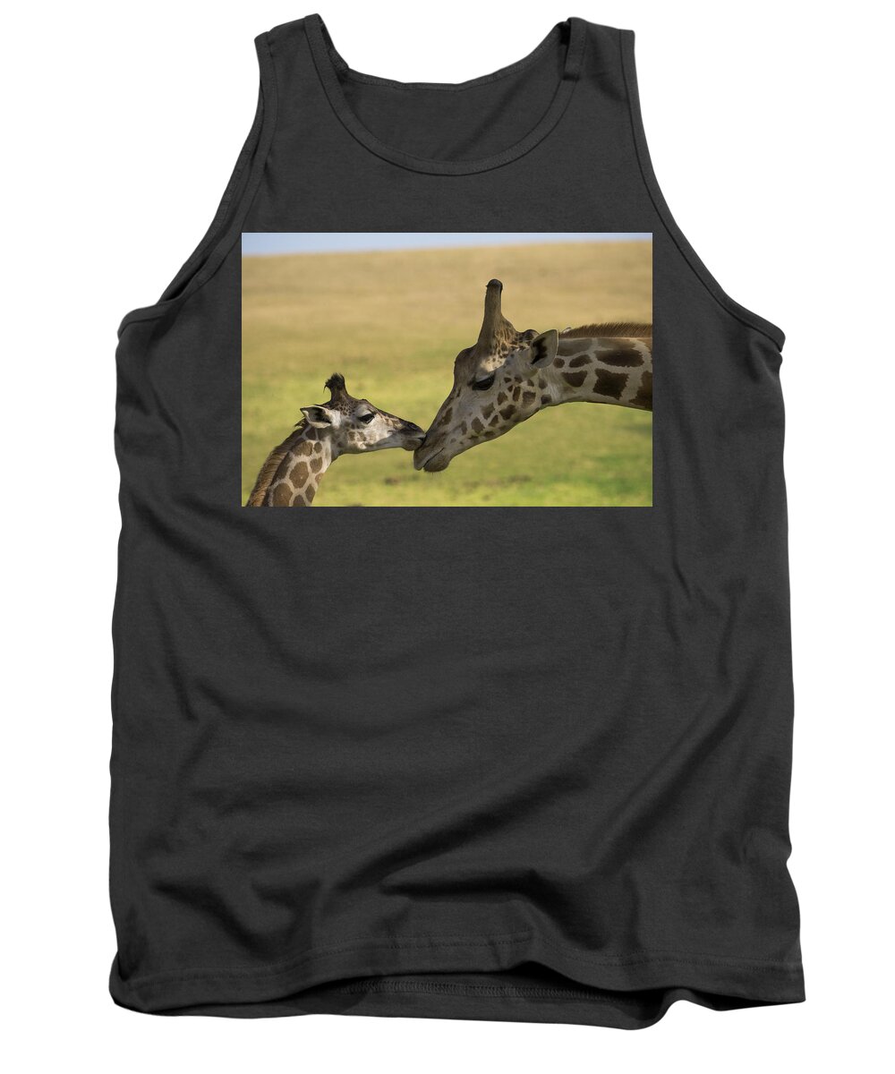 San Diego Zoo Tank Top featuring the photograph Rothschild Giraffe Male Calf Nuzzling by San Diego Zoo