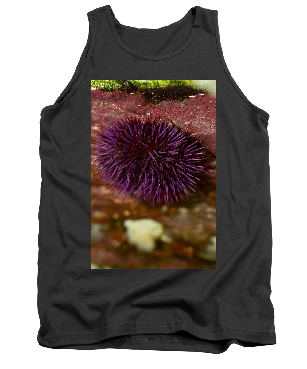 Urchin Tank Top featuring the photograph Sea urchin on a rock by Eti Reid