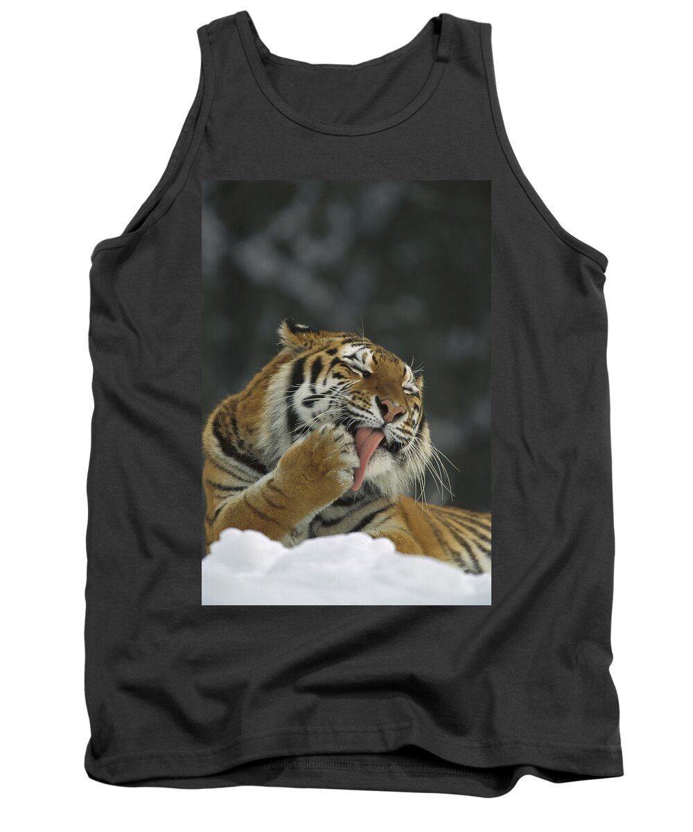 00198432 Tank Top featuring the photograph Siberian Tiger Licking Its Paw by Konrad Wothe