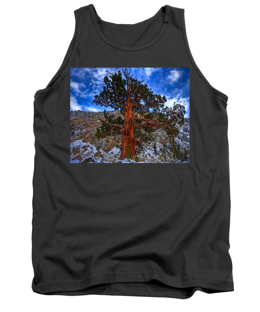 Pine Tank Top featuring the photograph Sierra Pine by Beth Sargent