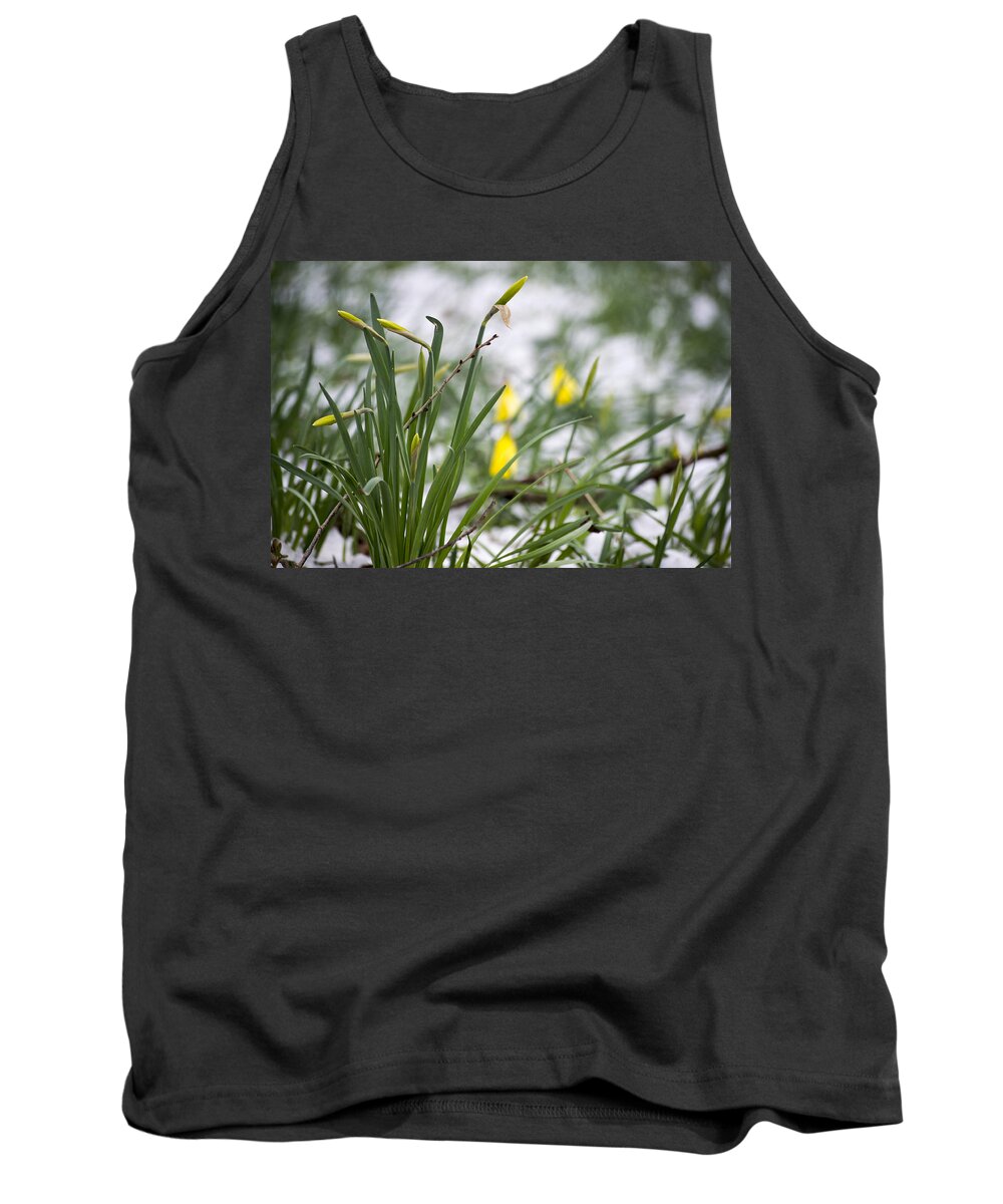 Daffodils Tank Top featuring the photograph Snowy Daffodils by Spikey Mouse Photography