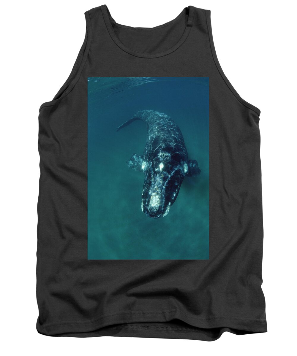 Feb0514 Tank Top featuring the photograph Southern Right Whale Peninsula Valdez by Flip Nicklin