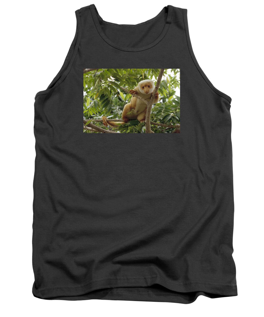 Feb0514 Tank Top featuring the photograph Spotted Cuscus Portrait In Tree Irian by Konrad Wothe