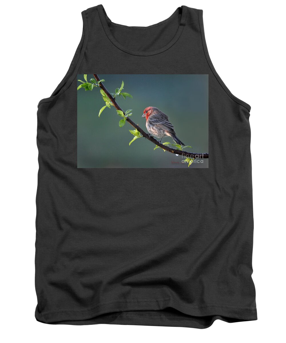 Nature Tank Top featuring the photograph Song Bird In Spring by Nava Thompson