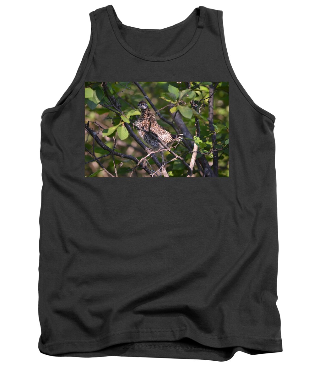 Nature Tank Top featuring the photograph Spruce Grouse2 by James Petersen