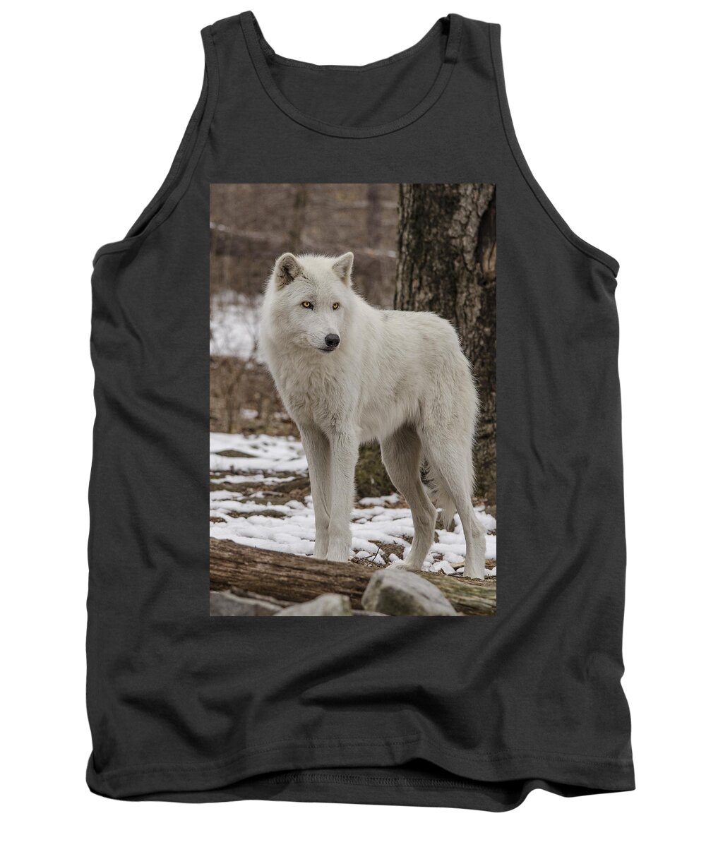 Artic Wolf Tank Top featuring the photograph Standing Wolf by GeeLeesa Productions