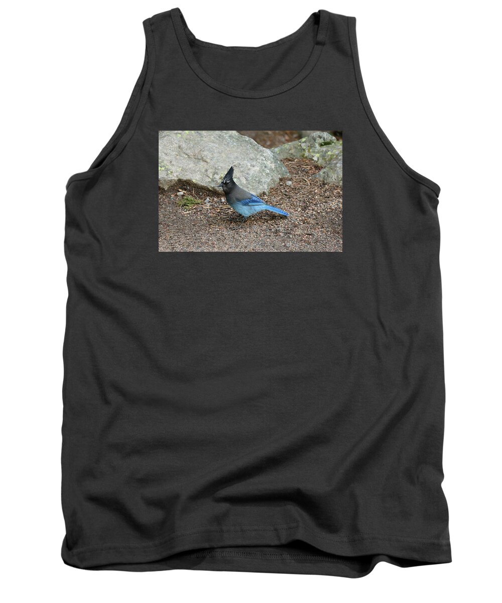  Jay Tank Top featuring the photograph Steller's Jay by Christiane Schulze Art And Photography